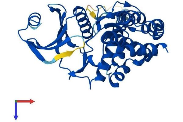FN3K Protein (AA 1-309) (His tag)