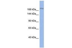 Image no. 1 for anti-Bromodomain Adjacent To Zinc Finger Domain, 1A (BAZ1A) (AA 1259-1308) antibody (ABIN6742324) (BAZ1A Antikörper  (AA 1259-1308))