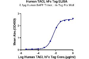ELISA image for Tumor Necrosis Factor Receptor Superfamily, Member 13B (TNFRSF13B) (AA 2-166) protein (Fc Tag) (ABIN7275684)