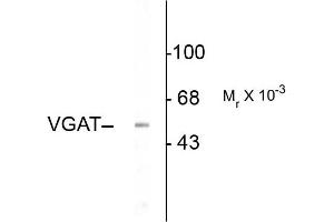Western blots of rat hippocampal lysate showing specific immunolabeling of the ~53k VGAT protein. (SLC32A1 Antikörper  (N-Term))