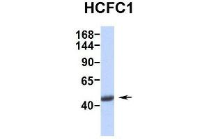 Western Blotting (WB) image for anti-Host Cell Factor C1 (VP16-Accessory Protein) (HCFC1) (Middle Region) antibody (ABIN2780671)