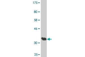 Western Blot detection against Immunogen (36. (AATK Antikörper  (AA 161-260))