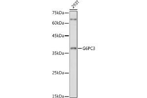 Western blot analysis of extracts of 293T cells, using G6PC3 antibody (ABIN7267401) at 1:1000 dilution.