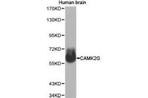 Western Blotting (WB) image for anti-Calcium/calmodulin-Dependent Protein Kinase II gamma (CAMK2G) antibody (ABIN1871416) (CAMKII gamma Antikörper)