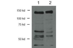 Western Blot of Rabbit Anti-CTCF Antibody. (CTCF Antikörper  (C-Term))