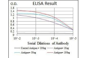 Black line: Control Antigen (100 ng), Purple line: Antigen(10 ng), Blue line: Antigen (50 ng), Red line: Antigen (100 ng), (PPM1A Antikörper  (AA 202-382))