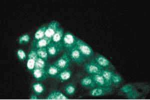Immunofluorescence staining of MDCK cells (Canine kidney, ATCC CCL-34). (PP5 Antikörper  (AA 36-238))
