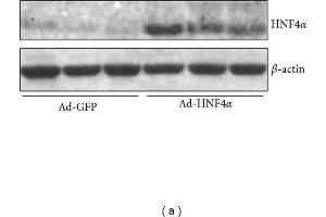 Western Blotting (WB) image for anti-Actin, beta (ACTB) (AA 1-50) antibody (ABIN724340)