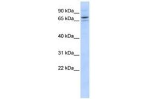 Image no. 1 for anti-Sec23 Homolog B (SEC23B) (AA 575-624) antibody (ABIN6743627) (Sec23 Homolog B Antikörper  (AA 575-624))
