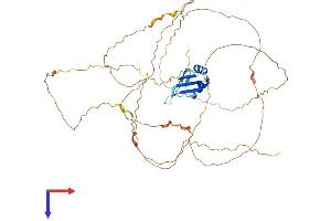 RBMY1A1 Protein (AA 1-496) (His tag)