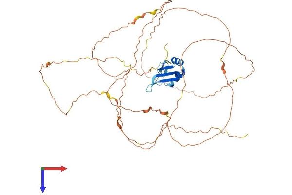 RBMY1A1 Protein (AA 1-496) (His tag)