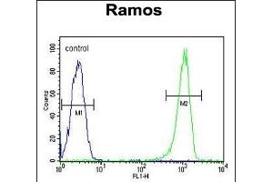 C11orf53 Antibody (C-term) (ABIN654875 and ABIN2844531) flow cytometric analysis of Ramos cells (right histogram) compared to a negative control cell (left histogram). (C11orf53 Antikörper  (C-Term))
