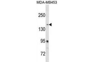 Western Blotting (WB) image for anti-Ribosome Binding Protein 1 (RRBP1) antibody (ABIN3000248) (RRBP1 Antikörper)