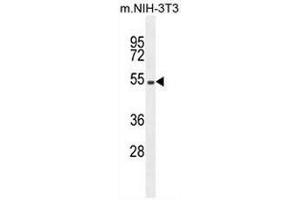 Western Blotting (WB) image for anti-Eukaryotic Translation Initiation Factor 2B, Subunit 4 Delta, 67kDa (EIF2B4) (AA 153-183), (Middle Region) antibody (ABIN952044)
