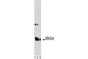 Western blot analysis of Synaptophysin on a rat cerebrum lysate. (Synaptophysin Antikörper  (AA 205-306))