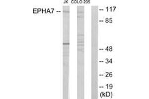 Western blot analysis of extracts from Jurkat cells/COLO205 cells, using EPHA7 Antibody.
