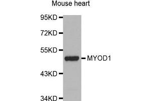 MYOD1 Antikörper  (AA 150-250)