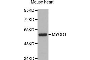 Western Blotting (WB) image for anti-Myogenic Differentiation 1 (MYOD1) (AA 150-250) antibody (ABIN1513236) (MYOD1 Antikörper  (AA 150-250))