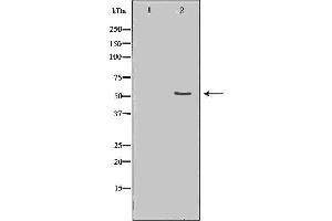 Western blot analysis of 293  lysate usingCDC20 antibody.