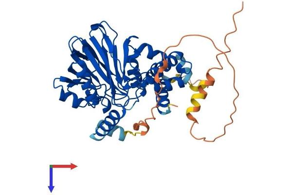 PNKD Protein (AA 1-385) (His tag)