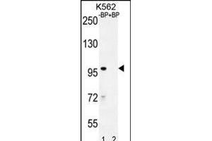 Western blot analysis of IQCA1 Antibody (C-term) Pab (ABIN655947 and ABIN2845334) pre-incubated without(lane 1) and with(lane 2) blocking peptide in K562 cell line lysate. (IQCA1 Antikörper  (C-Term))