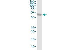 Western Blotting (WB) image for anti-Carbonic Anhydrase XIV (CA14) (AA 1-337) antibody (ABIN525323)
