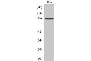 Western Blotting (WB) image for anti-Anaphase Promoting Complex Subunit 5 (ANAPC5) (Internal Region) antibody (ABIN3183313) (ANAPC5 Antikörper  (Internal Region))