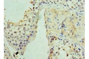 Immunohistochemistry of paraffin-embedded human testis tissue using ABIN7159832 at dilution of 1:100 (UCP1 Antikörper  (AA 1-307))