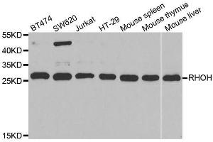 Western blot analysis of extracts of various cell lines, using RHOH antibody. (RHOH Antikörper  (AA 1-191))