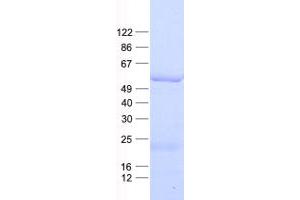 Western Blotting (WB) image for Heat Shock Transcription Factor 4 (HSF4) protein (His tag) (ABIN2722567)