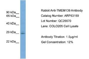 WB Suggested Anti-TMEM139  Antibody Titration: 0. (TMEM139 Antikörper  (N-Term))