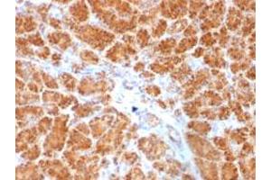 Immunohistochemical staining (Formalin-fixed paraffin-embedded sections) of human pancreas with CLTA/CLTB monoclonal antibody, clone SPM174 . (CLTA Antikörper  (N-Term))