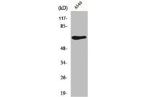 Western Blot analysis of A549 cells using GPR50 Polyclonal Antibody (XCR1 Antikörper  (Internal Region))