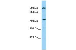 Host: Rabbit Target Name: F2RL3 Sample Type: THP-1 Whole Cell lysates Antibody Dilution: 1. (F2RL3 Antikörper  (C-Term))