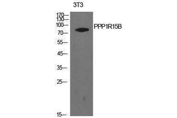 PPP1R15B Antikörper  (Internal Region)