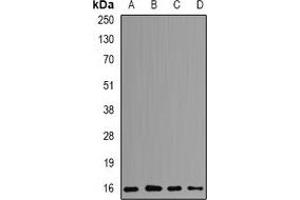 Western blot analysis of POLR2D expression in MCF7 (A), SW620 (B), HepG2 (C), mouse spleen (D) whole cell lysates.