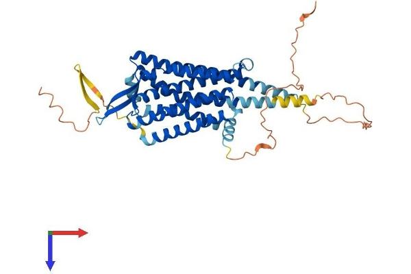CCKAR Protein (AA 1-428) (His tag)