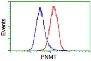 Flow cytometric Analysis of Hela cells, using anti-PNMT antibody (ABIN2454538), (Red), compared to a nonspecific negative control antibody, (Blue). (PNMT Antikörper)