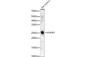 Western blot analysis of extracts of Rat thymus, using HMGB3 antibody (ABIN7267651) at 1:2265 dilution. (HMGB3 Antikörper  (AA 100-200))
