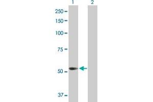 Western Blot analysis of PFKFB3 expression in transfected 293T cell line by PFKFB3 MaxPab polyclonal antibody.