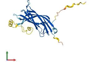 Protein Structure (PS) image for B9 Protein Domain 1 (B9D1) (AA 1-204) protein (His tag) (ABIN7552568)