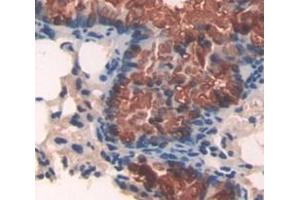 IHC-P analysis of Mouse Tissue, with DAB staining. (APAF1 Antikörper  (AA 872-1135))