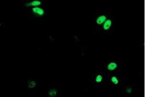 Anti-ERCC4 mouse monoclonal antibody (ABIN2454859) immunofluorescent staining of COS7 cells transiently transfected by pCMV6-ENTRY ERCC4 (RC223300). (ERCC4 Antikörper)