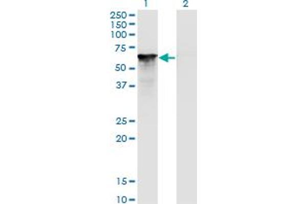 Splicing Factor 1 Antikörper  (AA 1-110)