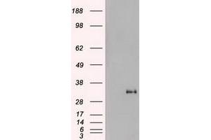 Image no. 2 for anti-Noggin (NOG) (AA 28-232) antibody (ABIN1491316) (NOG Antikörper  (AA 28-232))