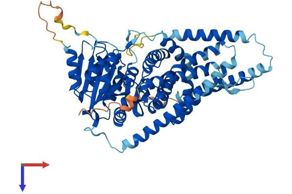 HAS1 Protein (AA 1-583) (His tag)