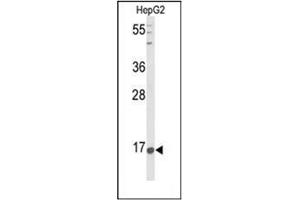 Western blot analysis of Nociceptin  Antibody  in HepG2 cell line lysates (35ug/lane). (Nociceptin Antikörper  (Middle Region))