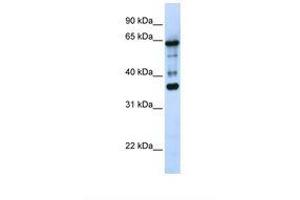Image no. 1 for anti-Zinc Finger Protein 630 (ZNF630) (AA 218-267) antibody (ABIN6739290) (ZNF630 Antikörper  (AA 218-267))