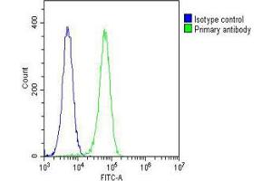 Overlay histogram showing K562 cells stained with Antibody (green line). (SMPD1 Antikörper  (C-Term))