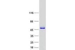 Western Blotting (WB) image for Phenylalanine-tRNA Synthetase 2 (Mitochondrial) (FARS2) protein (Myc-DYKDDDDK Tag) (ABIN2720874)
